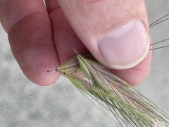 Hordeum murinum murinum