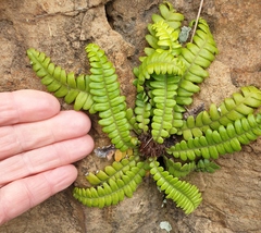 Blechnum durum