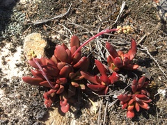 Crassula clavata