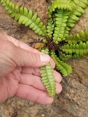 Blechnum durum