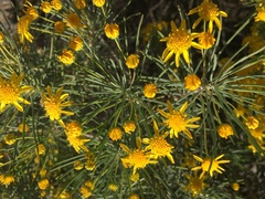 Euryops tenuissimus