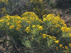 Euryops tenuissimus
