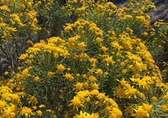 Euryops tenuissimus