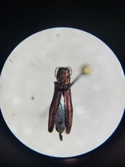 Agrilus corylicola