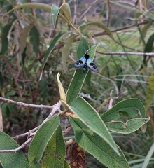 Chrysocale