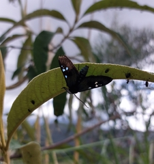 Chrysocale