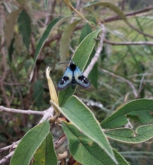 Chrysocale