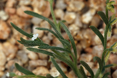 Pectocarya platycarpa