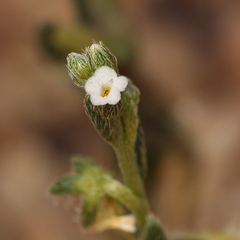 Pectocarya platycarpa