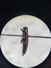 Agrilus corylicola