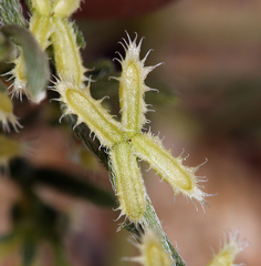 Pectocarya platycarpa