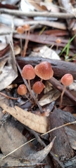 Mycena kuurkacea