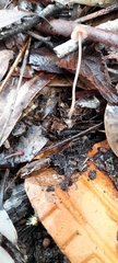 Mycena kuurkacea