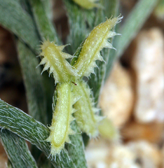 Pectocarya platycarpa