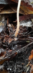 Mycena kuurkacea
