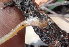 Mycena kuurkacea