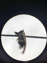 Agrilus corylicola