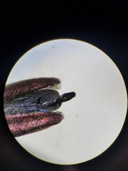 Agrilus corylicola