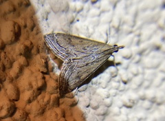 Pyrausta napaealis