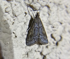 Pyrausta napaealis