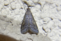 Pyrausta napaealis