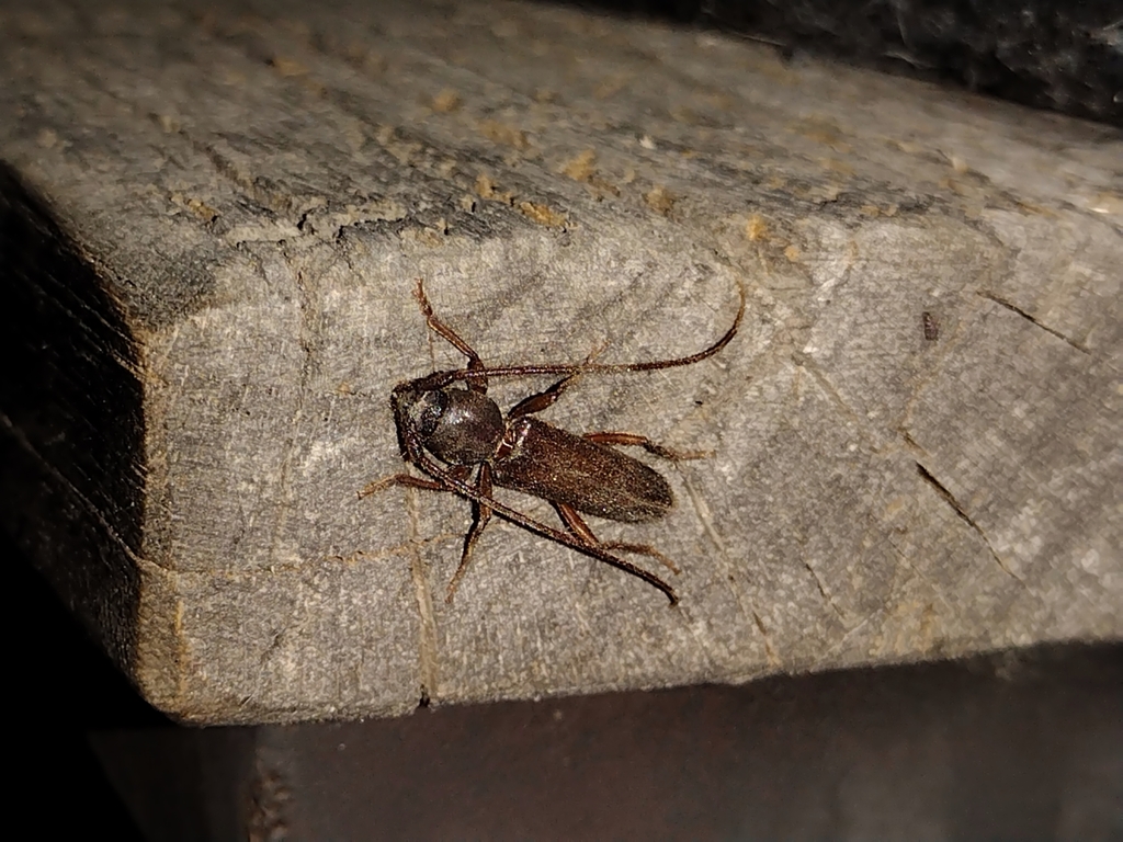 Paranoplium gracile