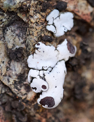 Rhizoplaca glaucophana