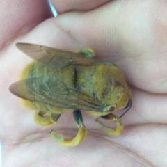 Xylocopa griswoldi