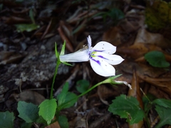 Lobelia cuneifolia