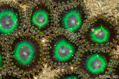 Zoanthus sansibaricus