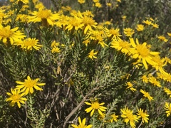 Oedera sedifolia