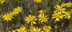 Oedera sedifolia