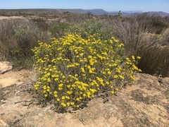 Oedera sedifolia