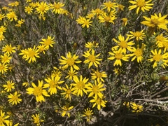 Oedera sedifolia