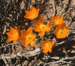 Ornithogalum maculatum