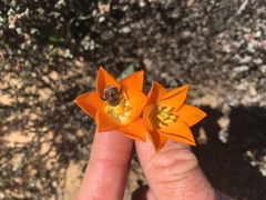 Ornithogalum maculatum