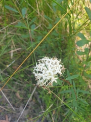 Pimelea linifolia linifolia