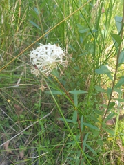 Pimelea linifolia linifolia