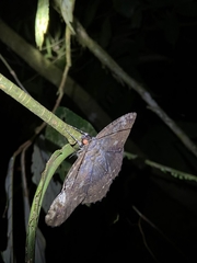 Anisoneura