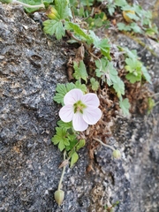 Geranium traversii