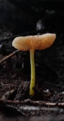 Pluteus pauperculus