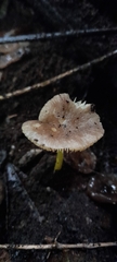 Pluteus pauperculus
