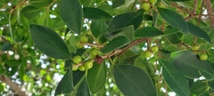 Ficus microcarpa