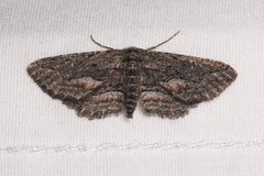 Aethaloida packardaria