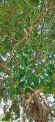 Ficus microcarpa