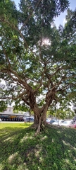 Ficus microcarpa