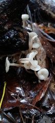 Roridomyces austrororidus