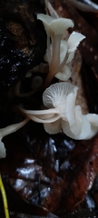 Roridomyces austrororidus