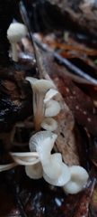 Roridomyces austrororidus
