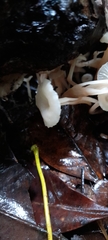Roridomyces austrororidus